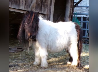 Mini Shetland Pony, Merrie, 6 Jaar, 74 cm, Gevlekt-paard