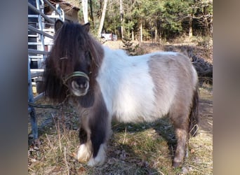 Mini Shetland Pony, Merrie, 6 Jaar, 74 cm, Gevlekt-paard