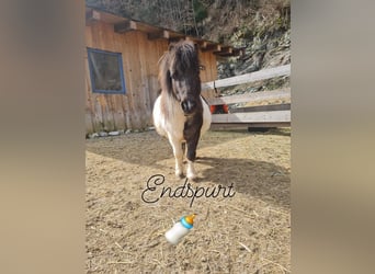 Mini Shetland Pony, Merrie, 6 Jaar, 80 cm, Gevlekt-paard