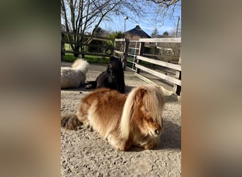 Mini Shetland Pony, Merrie, 6 Jaar, 82 cm, Vos