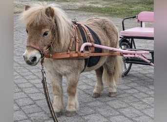 Mini Shetland Pony Mix, Merrie, 6 Jaar, 85 cm, Palomino