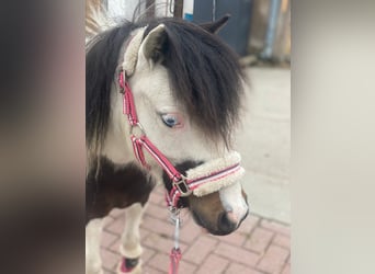 Mini Shetland Pony, Merrie, 6 Jaar, 88 cm, Gevlekt-paard