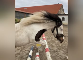 Mini Shetland Pony, Merrie, 6 Jaar, 88 cm, Gevlekt-paard