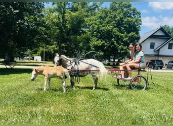 Mini Shetland Pony, Merrie, 6 Jaar, 91 cm, Roan-Red