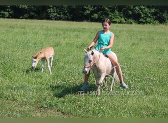 Mini Shetland Pony, Merrie, 6 Jaar, 91 cm, Roan-Red