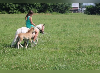Mini Shetland Pony, Merrie, 6 Jaar, 91 cm, Roan-Red