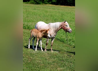 Mini Shetland Pony, Merrie, 6 Jaar, 91 cm, Roan-Red