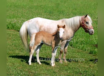 Mini Shetland Pony, Merrie, 6 Jaar, 91 cm, Roan-Red