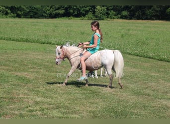 Mini Shetland Pony, Merrie, 6 Jaar, 91 cm, Roan-Red