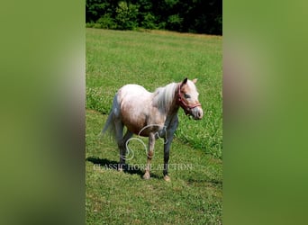 Mini Shetland Pony, Merrie, 6 Jaar, 91 cm, Roan-Red