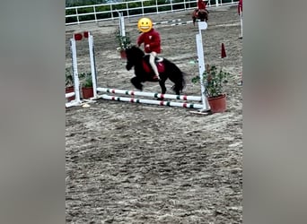 Mini Shetland Pony, Merrie, 7 Jaar, 101 cm