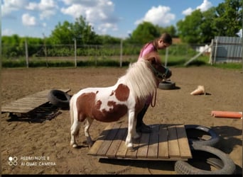 Mini Shetland Pony, Merrie, 7 Jaar, 75 cm, Gevlekt-paard