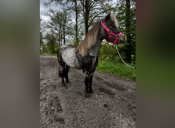 Mini Shetland Pony, Merrie, 7 Jaar, 85 cm, Zwartschimmel