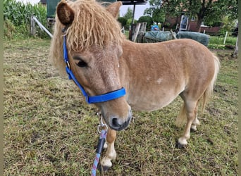 Mini Shetland Pony, Merrie, 8 Jaar, 85 cm, Vos