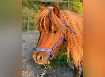 Mini Shetland Pony, Merrie, 9 Jaar, 74 cm, Vos