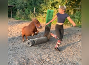 Mini Shetland Pony, Merrie, 9 Jaar, 74 cm, Vos