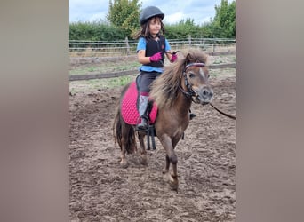 Mini Shetland Pony, Merrie, 9 Jaar, 86 cm, Donkere-vos