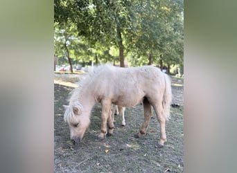 Mini Shetland Pony, Merrie, Veulen (01/2026), 75 cm, Palomino