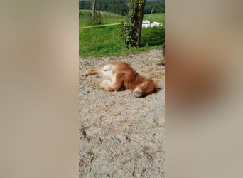 Mini Shetland Pony, Merrie, Veulen (05/2025), 83 cm, Bruin