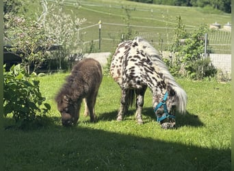 Mini Shetland Pony, Merrie, Veulen (03/2025)