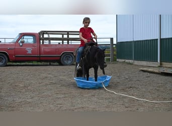 Mini Shetland Pony, Ruin, 10 Jaar, 94 cm, Zwart