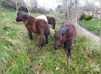 Mini Shetland Pony Mix, Ruin, 13 Jaar, 100 cm