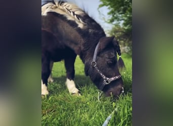 Mini Shetland Pony, Ruin, 13 Jaar, Gevlekt-paard