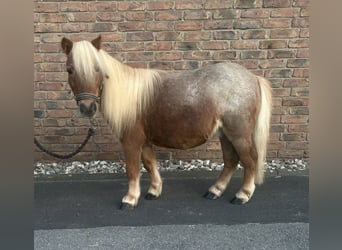 Mini Shetland Pony, Ruin, 14 Jaar, 90 cm, Brown Falb schimmel