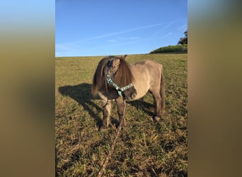 Mini Shetland Pony, Ruin, 14 Jaar, 95 cm, Grullo