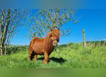 Mini Shetland Pony, Ruin, 17 Jaar, 80 cm, Vos