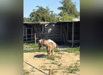 Mini Shetland Pony, Ruin, 2 Jaar, 80 cm, Vos