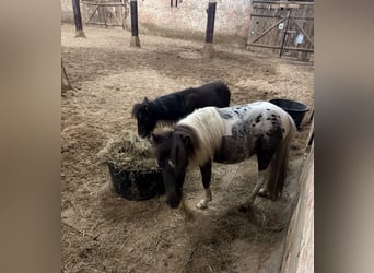 Mini Shetland Pony, Ruin, 2 Jaar, 85 cm, Gevlekt-paard