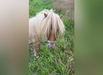 Mini Shetland Pony, Ruin, 2 Jaar, 89 cm