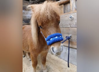 Mini Shetland Pony, Ruin, 2 Jaar, Vos