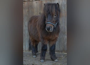 Mini Shetland Pony, Ruin, 3 Jaar, 80 cm, Donkere-vos