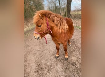 Mini Shetland Pony, Ruin, 3 Jaar, 85 cm, Vos