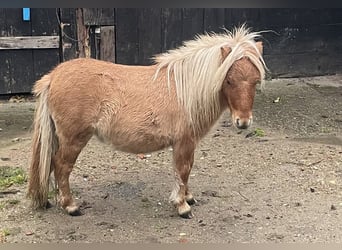 Mini Shetland Pony, Ruin, 3 Jaar, 89 cm