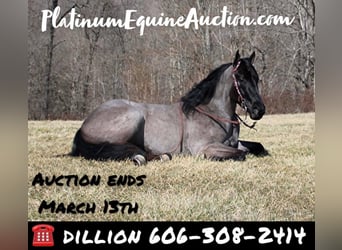 Mini Shetland Pony, Ruin, 4 Jaar, 152 cm, Roan-Blue
