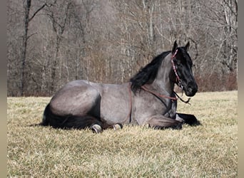 Mini Shetland Pony, Ruin, 4 Jaar, 152 cm, Roan-Blue