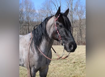 Mini Shetland Pony, Ruin, 4 Jaar, 152 cm, Roan-Blue