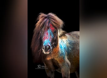 Mini Shetland Pony, Ruin, 4 Jaar, 80 cm