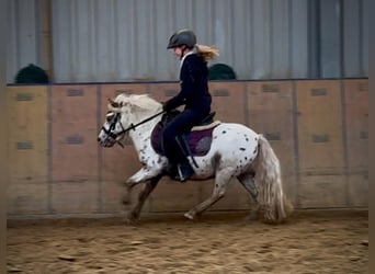 Mini Shetland Pony, Ruin, 7 Jaar, 95 cm, Appaloosa