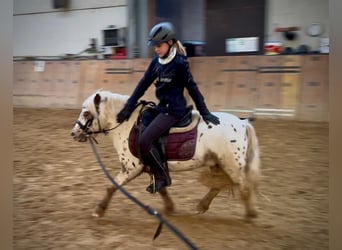 Mini Shetland Pony, Ruin, 7 Jaar, 95 cm, Appaloosa