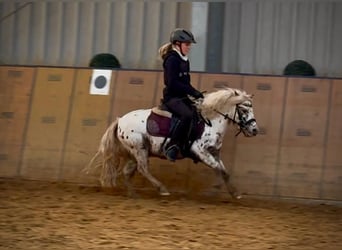 Mini Shetland Pony, Ruin, 7 Jaar, 95 cm, Appaloosa