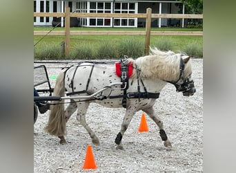 Mini Shetland Pony, Ruin, 8 Jaar, 95 cm, Appaloosa