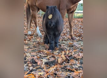 Mini Shetland Pony, Ruin, 9 Jaar, 85 cm, Zwart