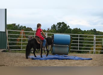 Mini Shetland Pony, Ruin, 9 Jaar, 94 cm, Zwart