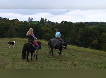 Mini Shetland Pony, Ruin, 9 Jaar, 94 cm, Zwart