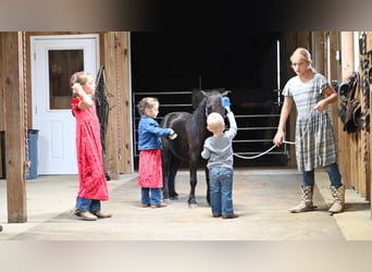 Mini Shetland Pony, Ruin, 9 Jaar, 94 cm, Zwart