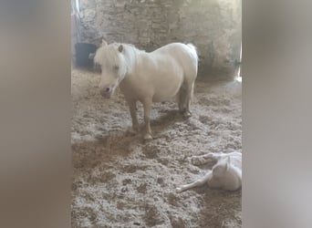 Mini Shetland Pony, Stallion, 11 years, 7.2 hh, Cremello